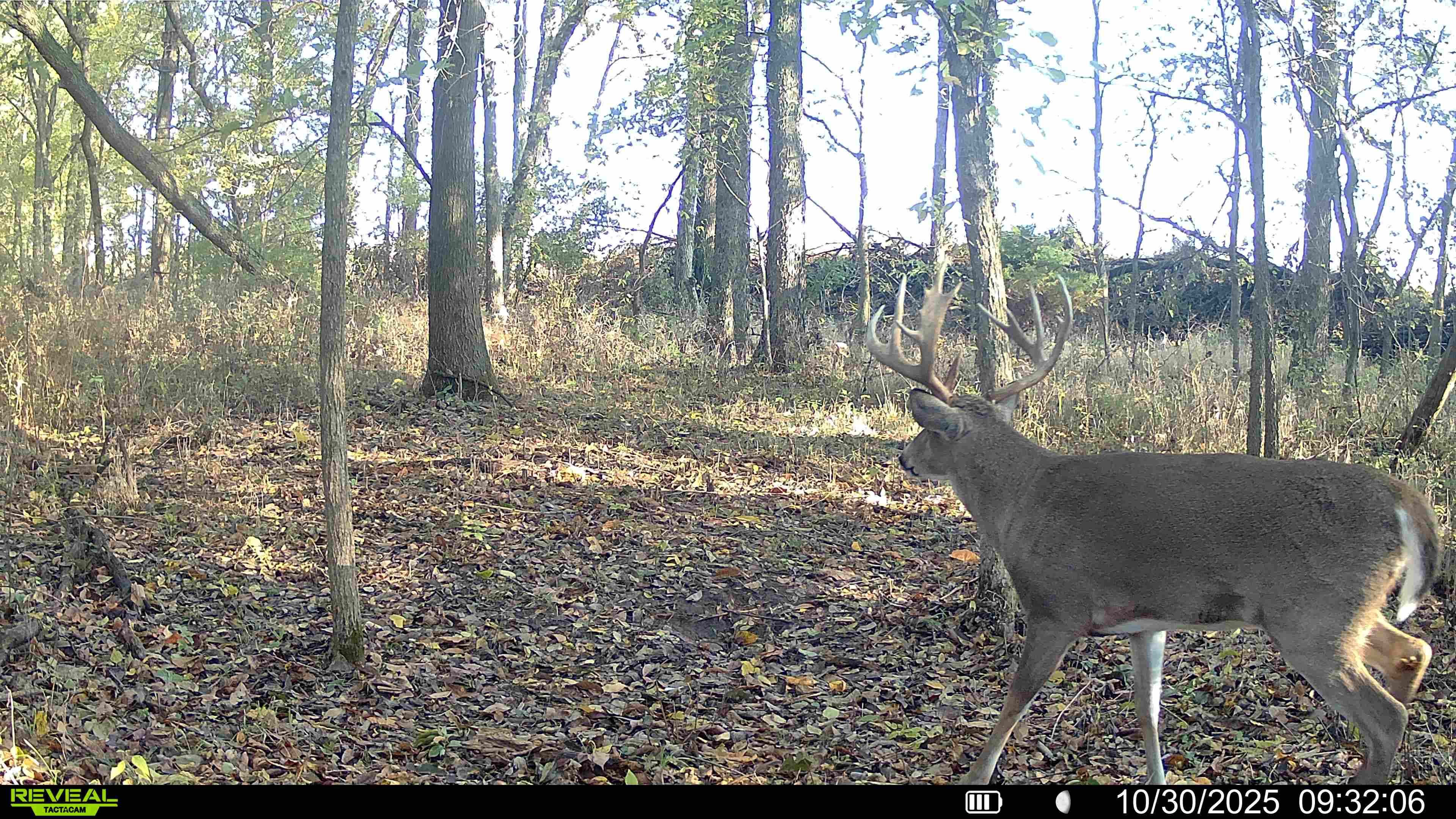 Trail camera photo of a mature whitetail buck named Captain