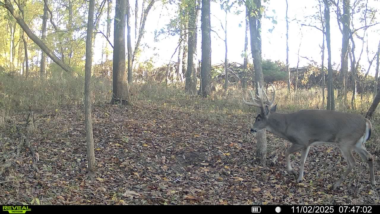 How to Pattern a Specific Buck